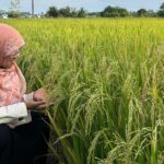 Hulu dan Hilirisasi Pertanian, Jalan Panjang Menuju Kedaulatan Pangan
