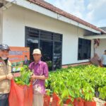 Anggota DPR RI FPKS Junaidi Auly Dukung Petani Lampung Lewat Penyuluhan dan Penyaluran Bibit Kakao Unggul