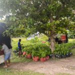 50 Ribu Anakan Cokelat untuk Maluku Tengah: Aspirasi Saadiah Uluputty Mulai Dirasakan Petani di Tengah Kenaikan Harga Kakao