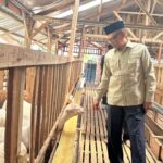 Inovasi Ala Wagyu Jepang, Fikri Faqih Puji Kreativitas Peternak Muda di Tegal