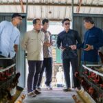 Riyono Caping: Peternak Ayam Petelur Rakyat Harus Ada Jaminan Harga dan Serapan di MBG